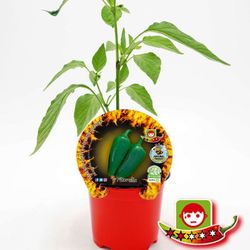 Jalapeños