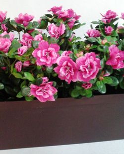 Jardinera Azalees Artificials
