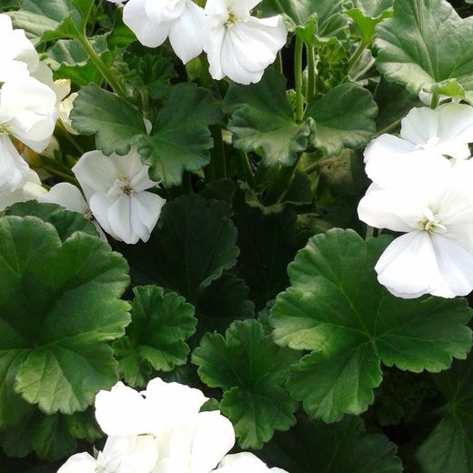 Jardineras Geranio Zonal