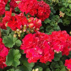 Jardineras Geranio Zonal