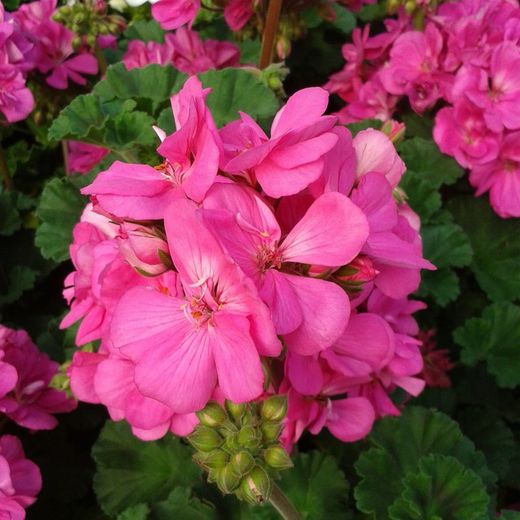 Jardineras Geranio Zonal