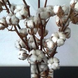 Gerro amb flors de Cotó