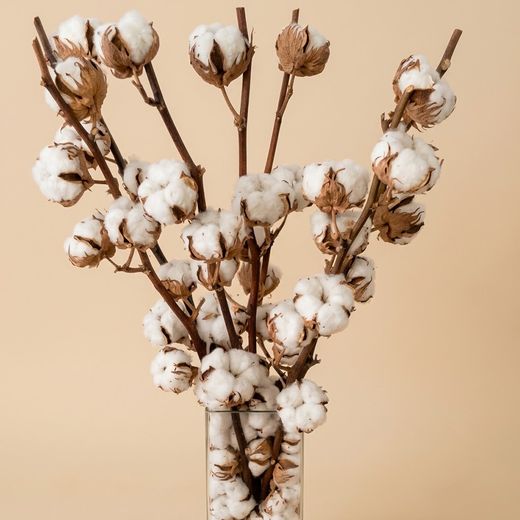 Vase avec fleurs de coton