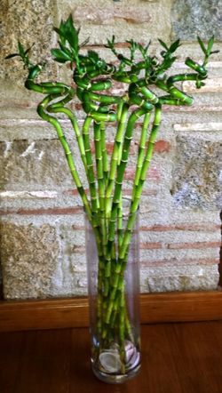 Jarrón cristal con Bamboo decorativo