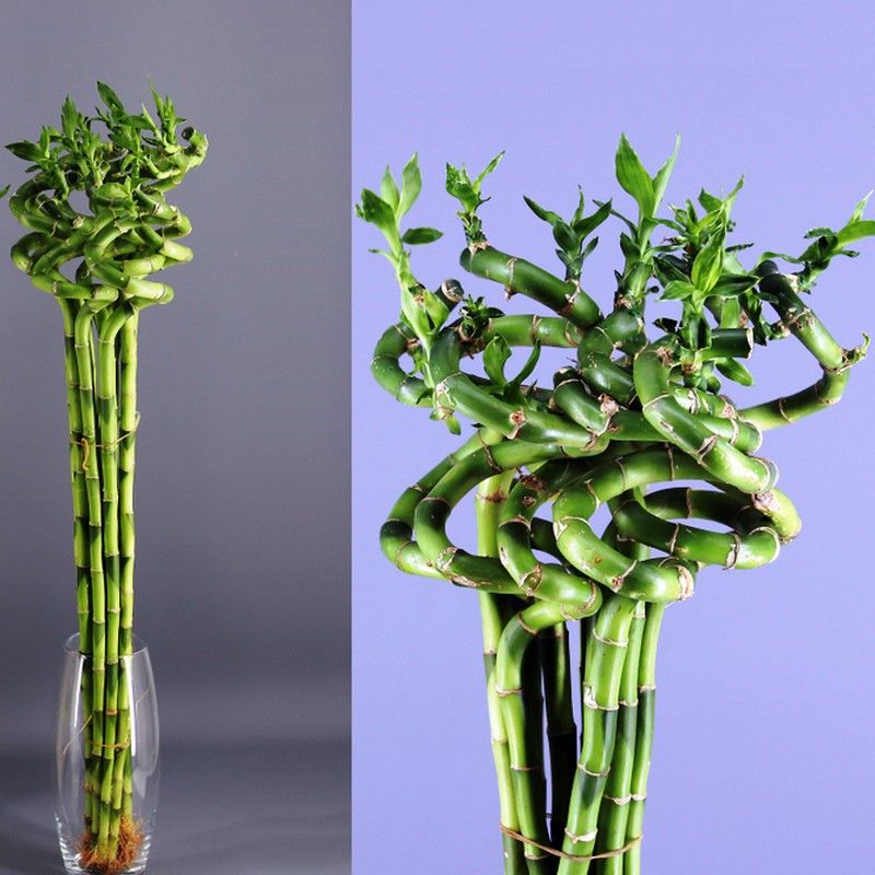 Jarrón cristal con Bamboo decorativo Jarrón Bamboo Espiral