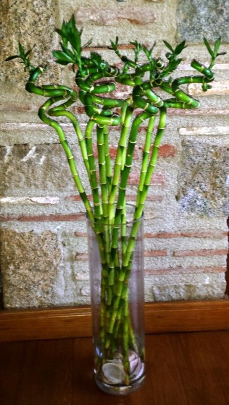 Jarrón cristal con Bamboo decorativo