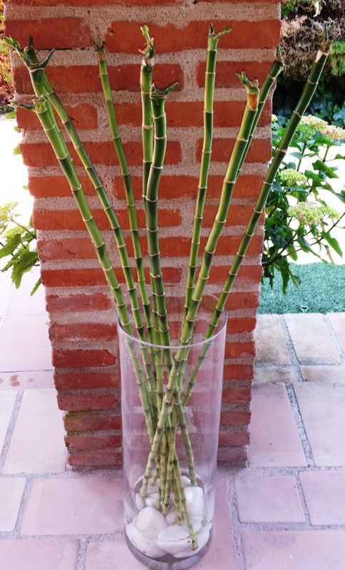 Jarrón cristal con Bamboo decorativo