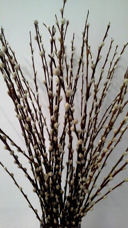 Jarrón Salix el Gato
