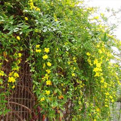 Jasminum Mesnyi