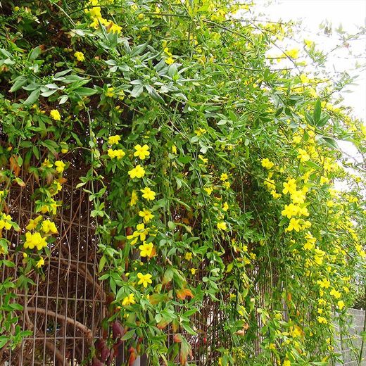 Jasminum Mesnyi
