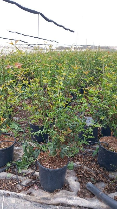 JASMINUM OFFICINALE GRANDIFLORA BLANCO