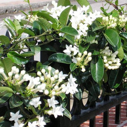 Jazmín de Madagascar Stephanotis