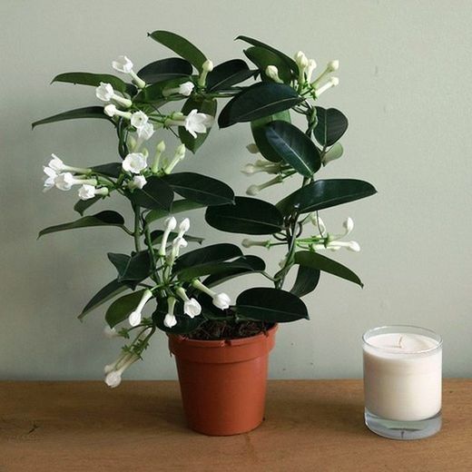 Jazmín de Madagascar Stephanotis
