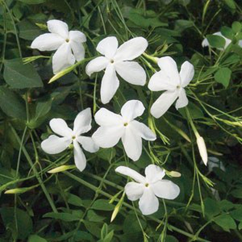 Jazmín Grandiflorum — Floresfrescasonline