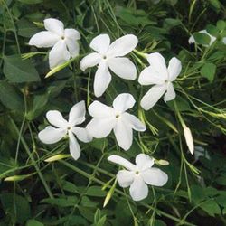 Jazmín Grandiflorum