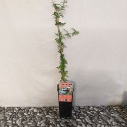 Jazmín Grandiflorum