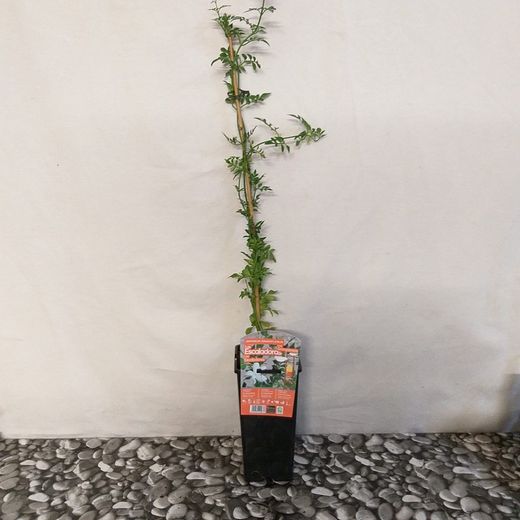 Jazmín Grandiflorum