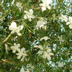 Jazmín Grandiflorum