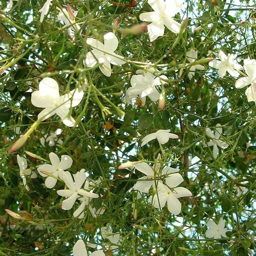 Jazmín Grandiflorum