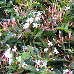 Jazmín Polyanthum