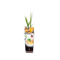 Gingebre