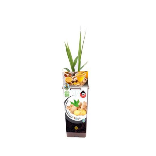 Gingebre