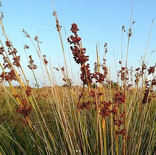 Juncus Acutus