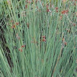 Juncus Glaucus