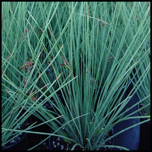 Juncus Glaucus
