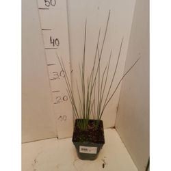 Juncus Glaucus