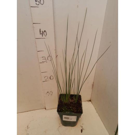 Juncus Glaucus
