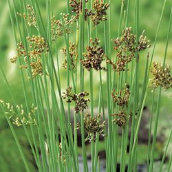 Juncus inflexus