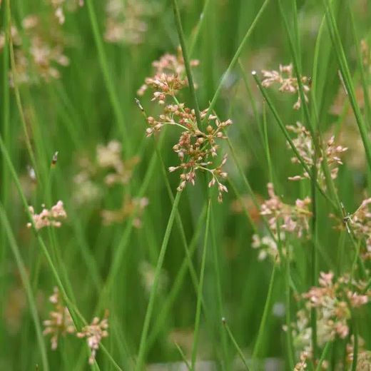 Juncus inflexus