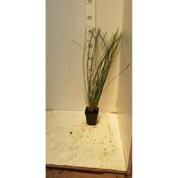 Juncus inflexus
