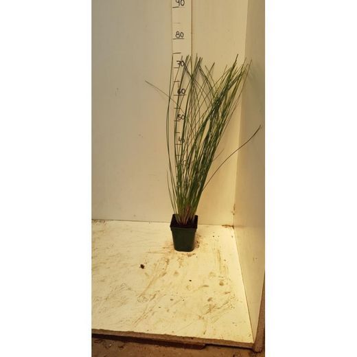 Juncus inflexus