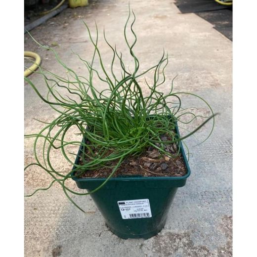 Juncus spiralis