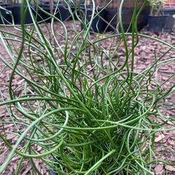 Juncus spiralis