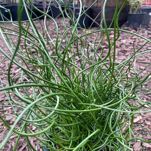 Juncus spiralis