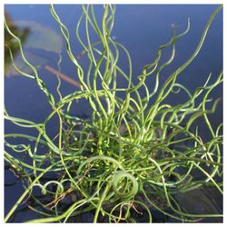 Juncus spiralis