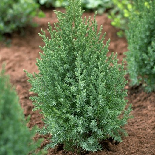 Genévrier de Chine stricta