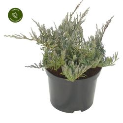 Juniperus Horizontalis Blue Chip