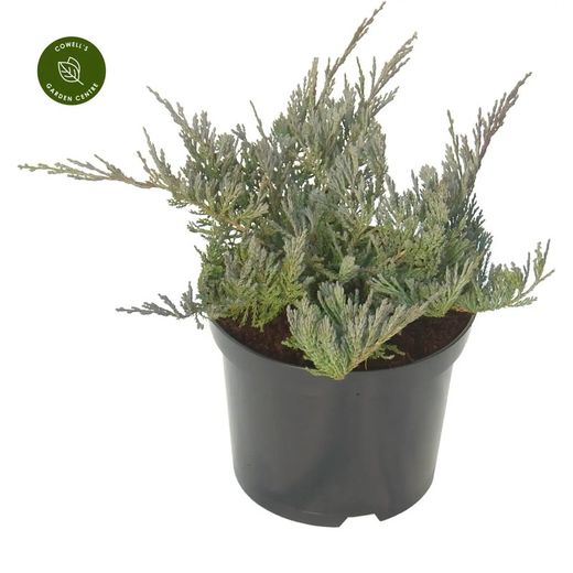 Juniperus Horizontalis Blue Chip