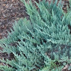 Juniperus Horizontalis Blue Chip