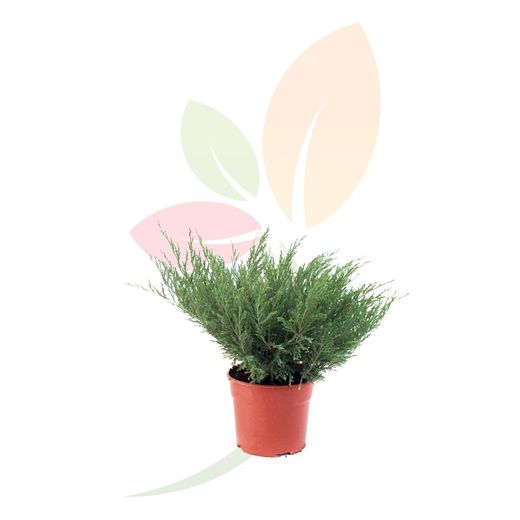 JUNIPERUS MEDIA MINT JULEP