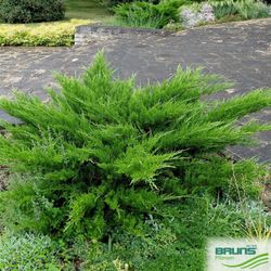 JUNIPERUS MEDIA MINT JULEP