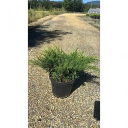 JUNIPERUS MEDIA MINT JULEP