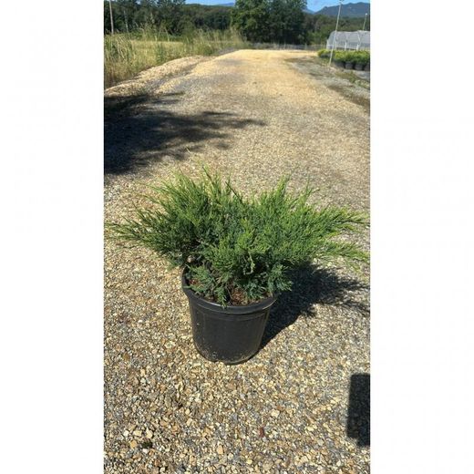 JUNIPERUS MEDIA MINT JULEP