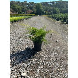 Juniperus Pfitzeriana Old Gold