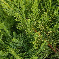 Juniperus Sabina Tamarascifolia