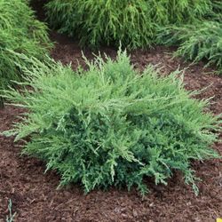 Juniperus Sabina Tamarascifolia